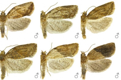 TCVN 12709-2-24:2024 về quy trình giám định ngài táo epihhyas postvittana walker